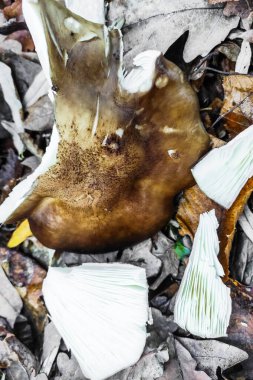 Pluteus ephebeus mantarı yakın plan..