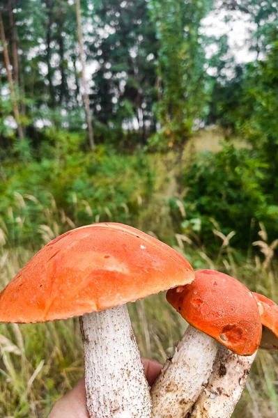 Aurantiacum Background Green Forest Mushroom Harvest — Stock Photo, Image