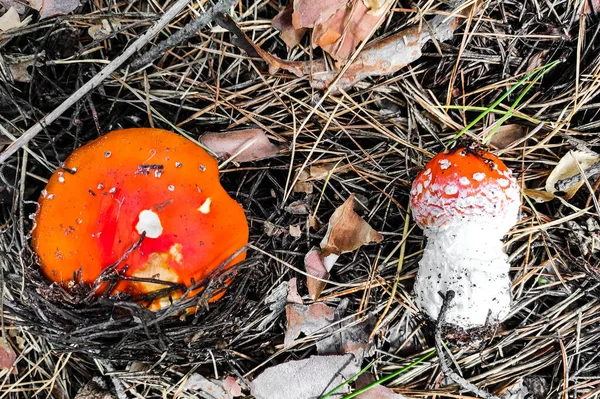 Mushroom Poisonous Amanita Muscaria Grows Autumn Forest — Stock Photo, Image