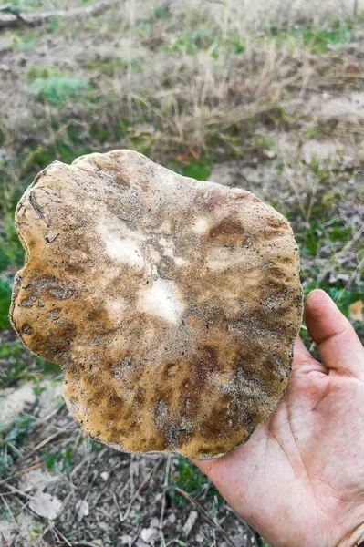 Large Boletus Edulis Mushroom Hands Forester — Stock Photo, Image