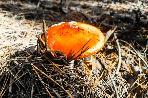 Μανιτάρια Δηλητηριώδη Amanita Muscaria Μεγαλώνει Στο Δάσος Του Φθινοπώρου — Φωτογραφία Αρχείου