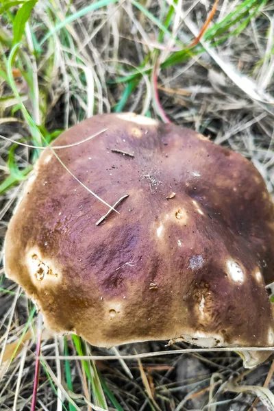 버섯인 투스에두리스는 수림에서 자란다 — 스톡 사진