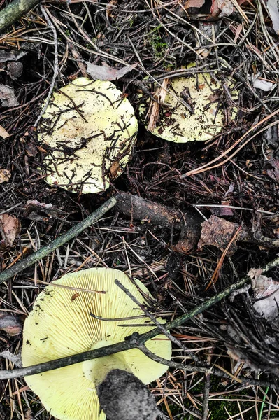 Pilz Tricholoma Reiten Aus Nächster Nähe — Stockfoto