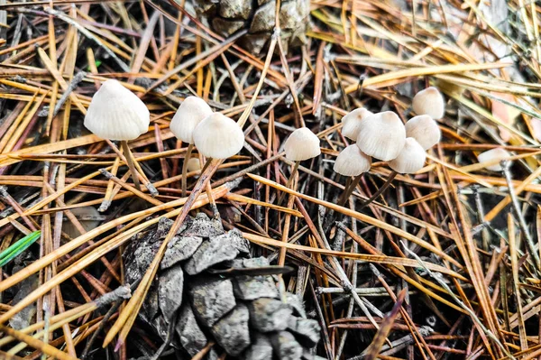 Mycena Galericulata 버섯을 — 스톡 사진