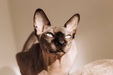 Kanada Sphynx cinsinden kel bir kedi.