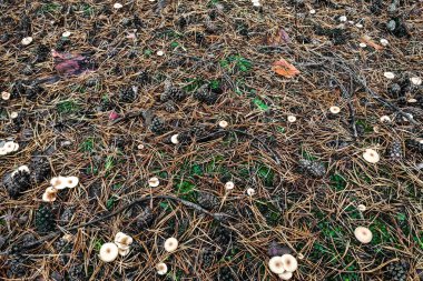 Mantar paralepista flaccida yakın plan.