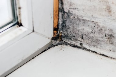 Pencerenin köşesinde kararmış çiçek açan bir mantar..