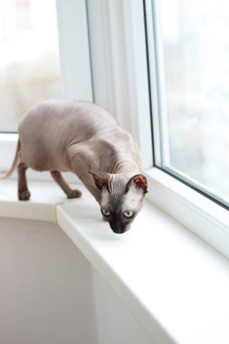 Kanadalı kel kedi safkan sfenks, tüysüz buruşuk evcil hayvan.