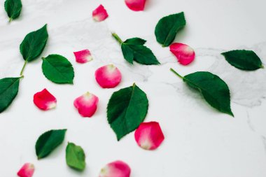 Beyaz arka planda pembe güllerin yaprakları ve metin için bir yer.