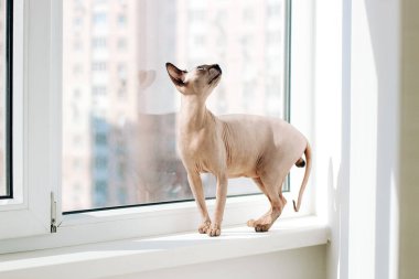 Kanadalı kel kedi safkan sfenks, tüysüz buruşuk evcil hayvan.