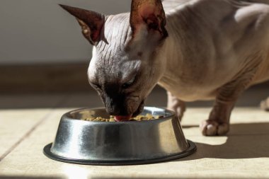 Kanadalı kel sfenks kedisi mavi gözlü kuru yiyecekler yiyor..