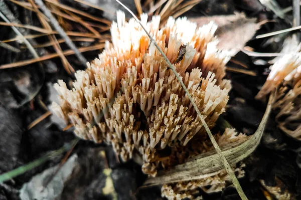 森林中的Artomyces Pyxidatus蘑菇特写 — 图库照片