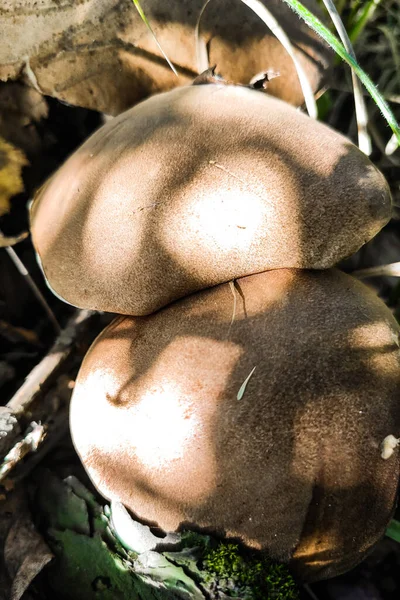 자작나무의 풀에서 자라며 버섯을 수확합니다 — 스톡 사진