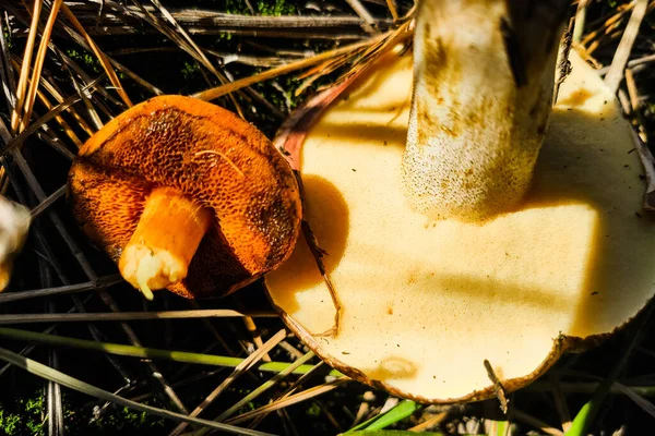 Mushroom Chalciporus Piperatus Suillus Close Comparance — стокове фото