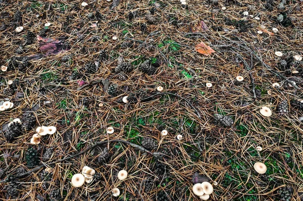 Mantar paralepista flaccida yakın plan.