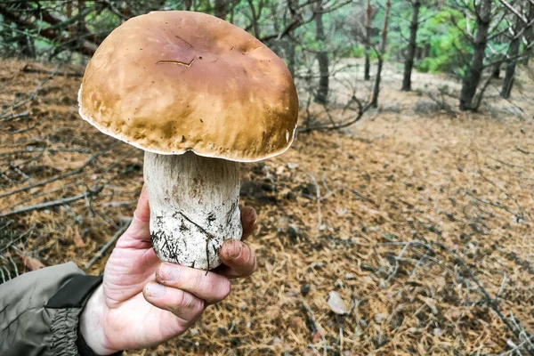 森の中の大きなボレトス エデュリスのキノコ — ストック写真