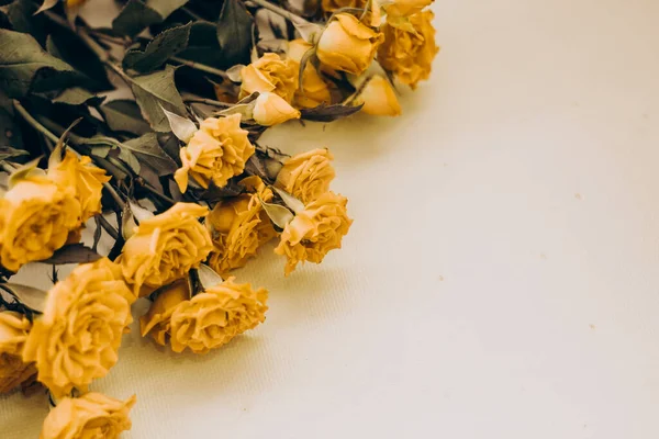 Pequeñas Rosas Amarillas Sobre Fondo Blanco Con Lugar Para Texto —  Fotos de Stock