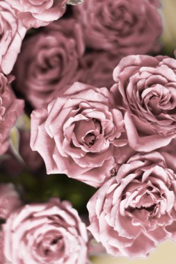 Beyaz arka planda küçük mor çalı gülleri ve metin için bir yer.