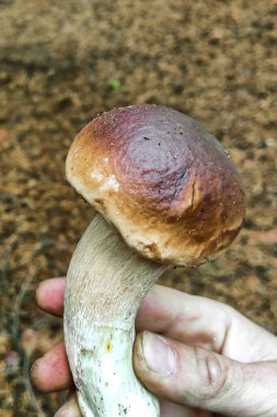 Ormancının elinde büyük bir Boletus edulis mantarı..