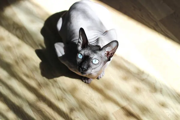 一只加拿大Sphynx品种的秃头猫坐在地板上晒太阳 — 图库照片