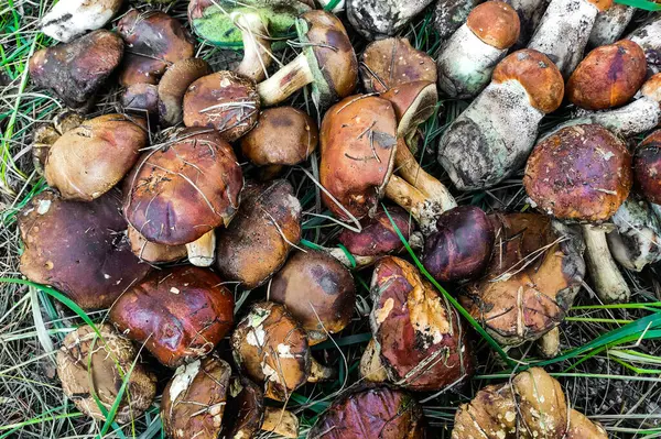 stock image L. aurantiacum, Boletus edulis, Leccinum scabrum mushroom harvesting.