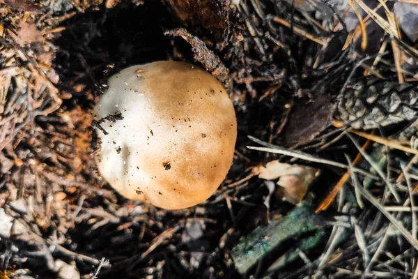 Large Mushroom Boletus Edulis Grows Coniferous Forest — Stock Photo, Image