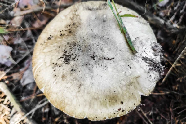 Fungo Più Velenoso Amanita Phalloides Nella Foresta Primo Piano — Foto Stock