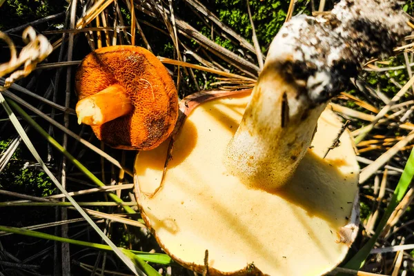 Mushroom Chalciporus Piperatus Suillus Close — 스톡 사진