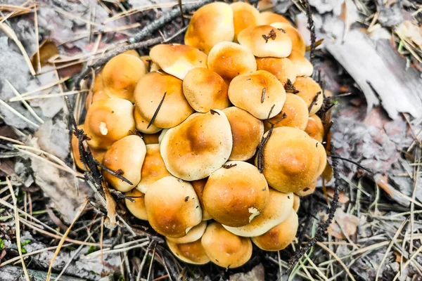 Mushroom Hypholoma Fasciculare Forest Close — 스톡 사진