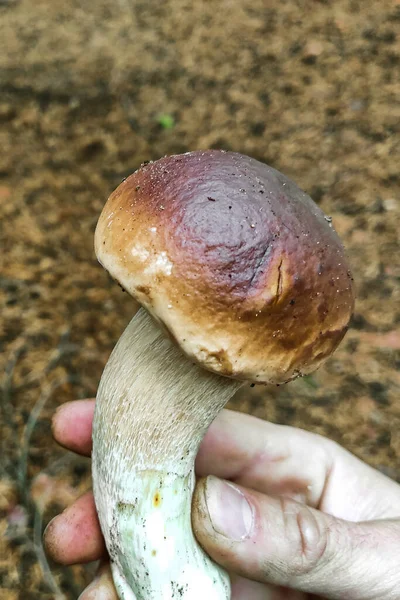 森林管理员手里拿着一株大蘑菇 — 图库照片