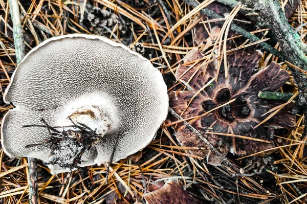 Sarcodon Imbricatus 버섯을 클로즈업 — 스톡 사진