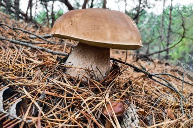 Boletus edulis mantarı kozalaklı bir ormanda yetişir..