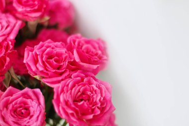 Beyaz arka planda küçük pembe çalı gülleri ve metin için bir yer