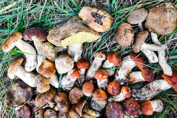 Aurantiacum Boletus Edulis Leccinum Scabrum Mushroom Harvesting — Stock Photo, Image