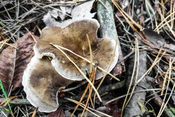Mushroom Rhodocollybia Butyracea Forest Close — 스톡 사진