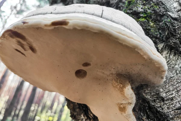 Fomes Fomentarius Mushroom Лесу Крупным Планом — стоковое фото