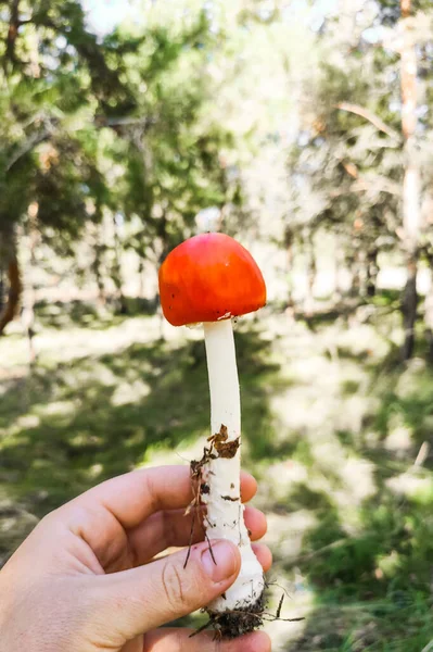 Pilzgiftige Amanita Muscaria Wächst Herbstwald — Stockfoto