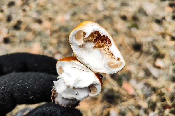 Cortinarius Mushroom Close — Stock Photo, Image