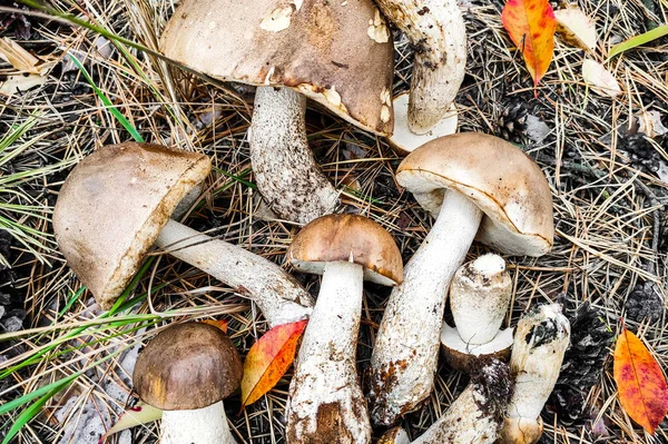 Leccinum Scabrum Ground Mushroom Harvest — стоковое фото