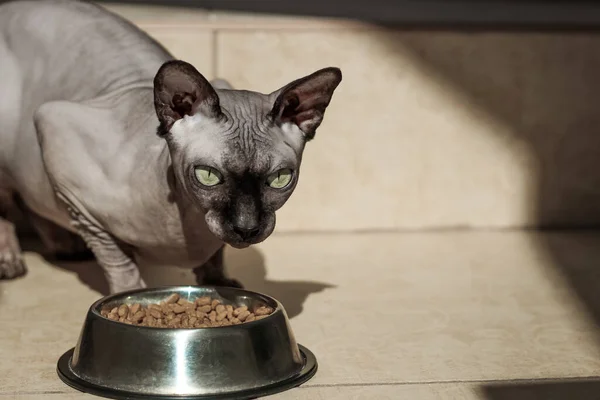 Gato Esfinge Careca Canadense Com Olhos Azuis Come Alimentos Secos — Fotografia de Stock