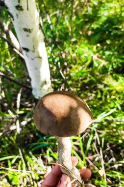 Bir huş ağacının arka planında Leccinum, mantar hasadı.