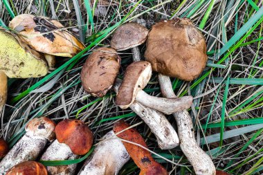 L. aurantiacum, Boletus edulis, Leccinum scabrum mantarı hasadı..