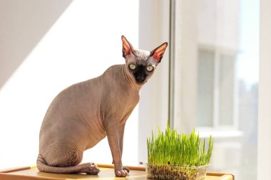 Kanada sfenks kedisi hayvanlar için filizlenmiş buğday yer..