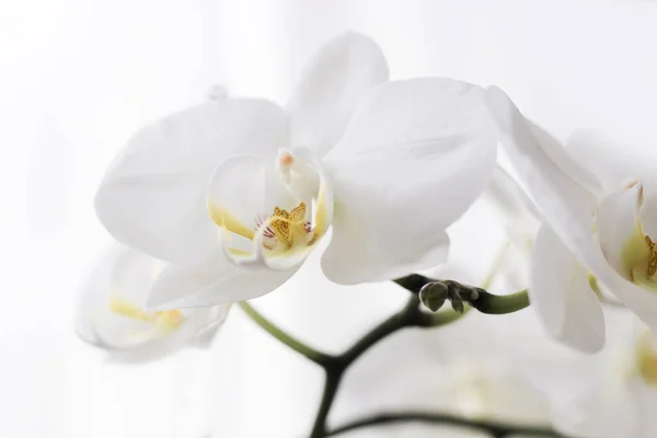 Branch Blooming White Orchid Close Phalaenopsis — Fotografia de Stock