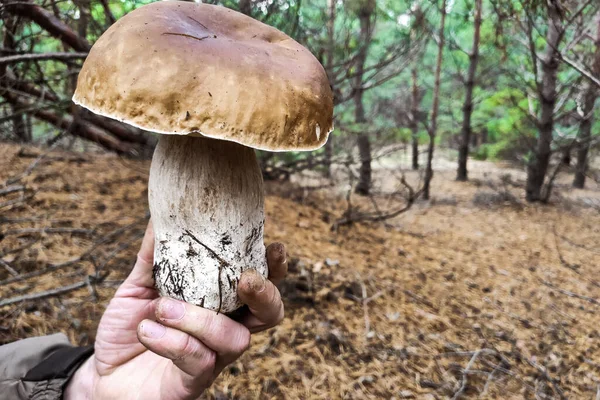 Large Boletus Edulis Mushroom Hands Forester — Stock Photo, Image