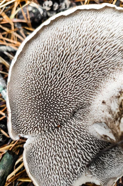 Sarcodon Imbricatus Mushroom Close — Stock Photo, Image