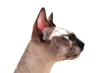 Kanada Sphynx cinsinden kel bir kedi beyaz bir arka planda izole edilmiş.