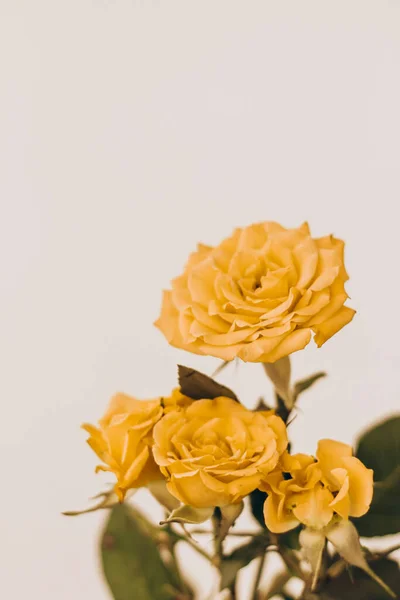 Small yellow bush roses on a white background with a place for text.