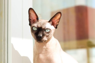 Kanada Sphynx cinsinden kel bir kedi güneşin altında oturur.