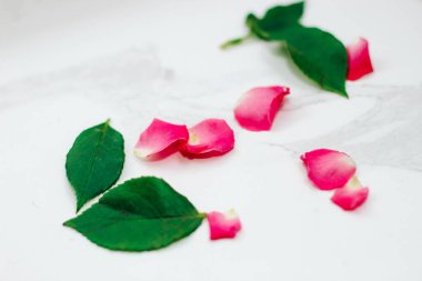 Beyaz arka planda pembe güllerin yaprakları ve metin için bir yer.